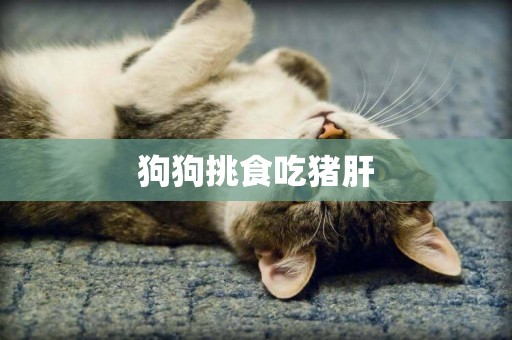 狗狗挑食吃豬肝