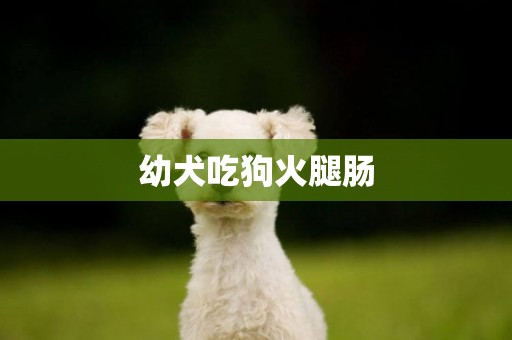 幼犬吃狗火腿腸
