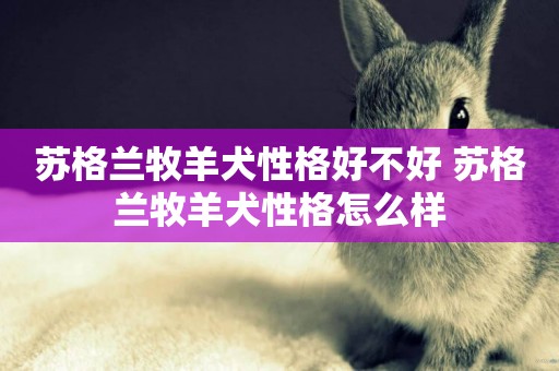 蘇格蘭牧羊犬性格好不好 蘇格蘭牧羊犬性格怎么樣