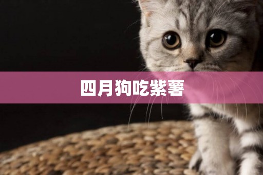 四月狗吃紫薯