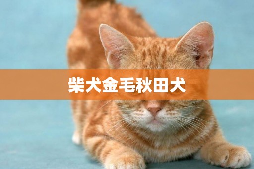 柴犬金毛秋田犬