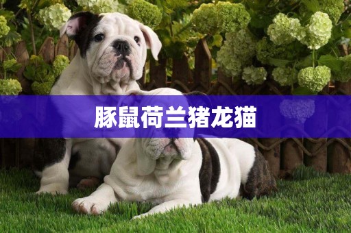 豚鼠荷蘭豬龍貓
