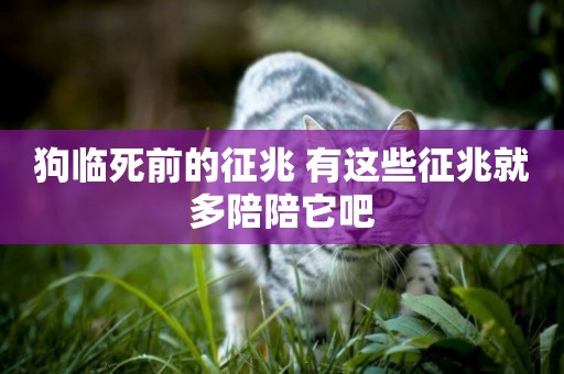 狗臨死前的征兆 有這些征兆就多陪陪它吧
