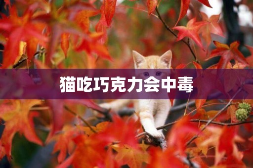 貓吃巧克力會中毒