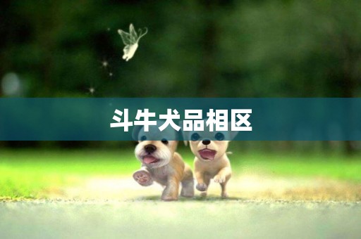 斗牛犬品相區