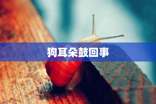 狗耳朵鼓回事