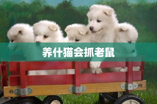 養什貓會抓老鼠