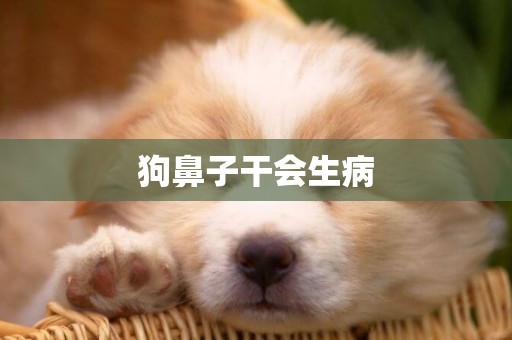 狗鼻子干會生病
