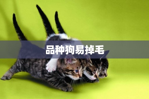 品種狗易掉毛