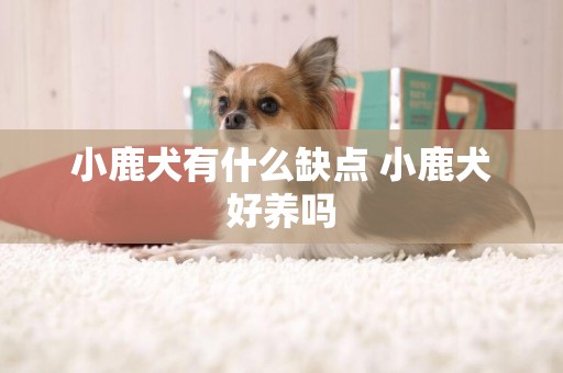 小鹿犬有什么缺點 小鹿犬好養嗎