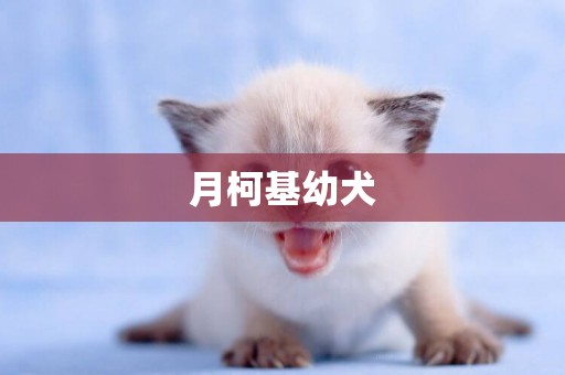 月柯基幼犬