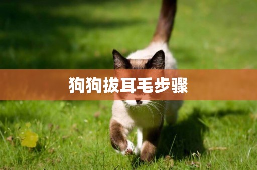 狗狗拔耳毛步驟