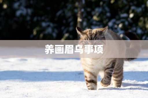 養畫眉烏事項