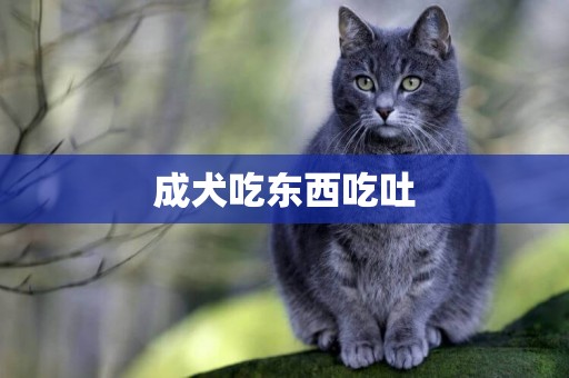 成犬吃東西吃吐