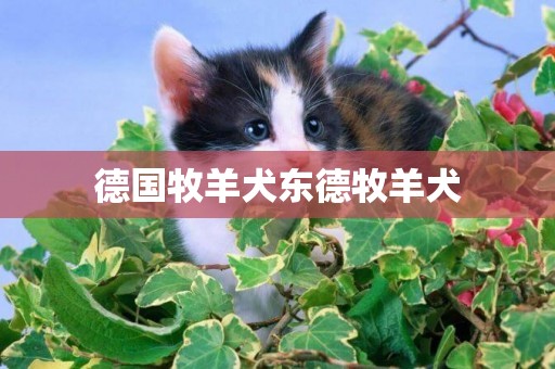 德國牧羊犬東德牧羊犬