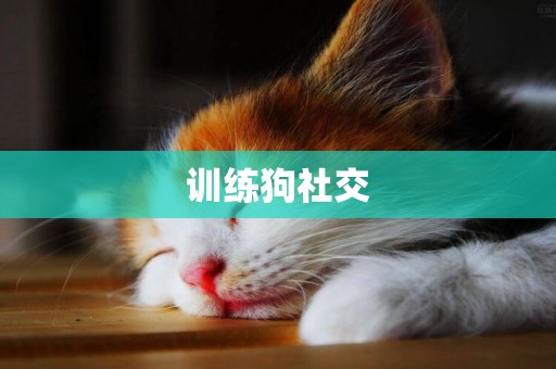 訓練狗社交
