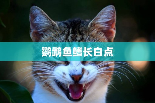 鸚鵡魚鰭長白點