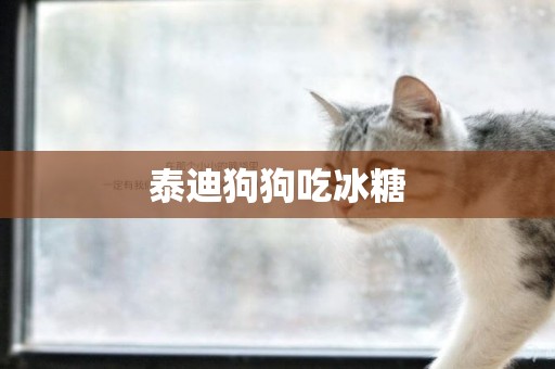 泰迪狗狗吃冰糖