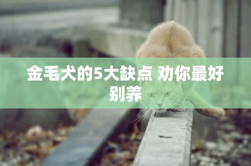 金毛犬的5大缺點 勸你最好別養