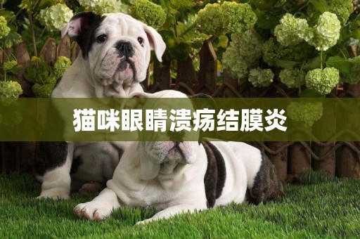 貓咪眼睛潰瘍結膜炎