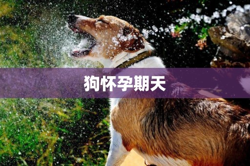 狗懷孕期天