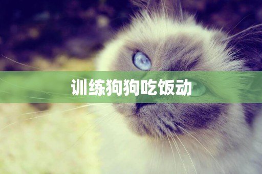 訓練狗狗吃飯動