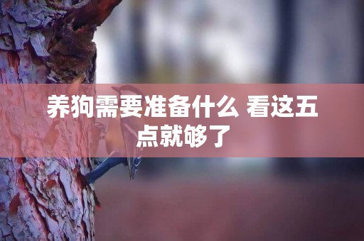 養狗需要準備什么 看這五點就夠了