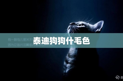 泰迪狗狗什毛色