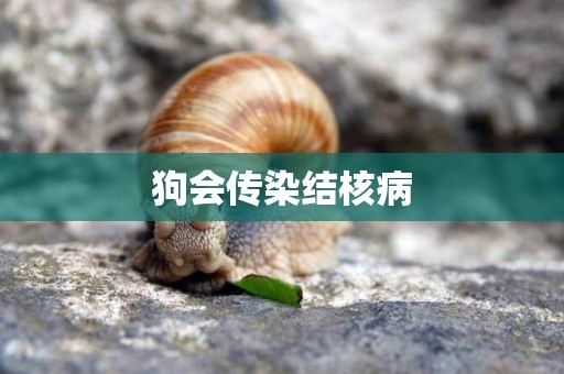 狗會傳染結核病