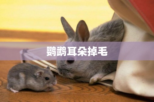 鸚鵡耳朵掉毛