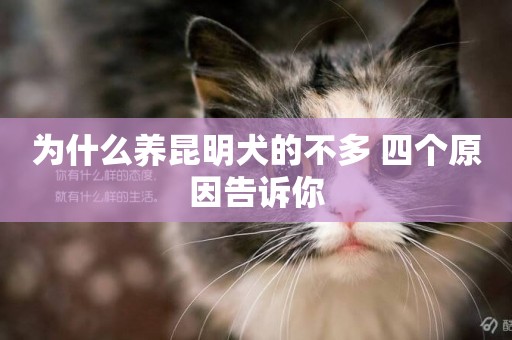 為什么養昆明犬的不多 四個原因告訴你