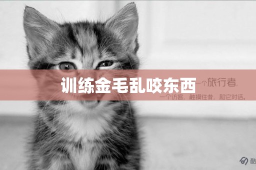 訓練金毛亂咬東西