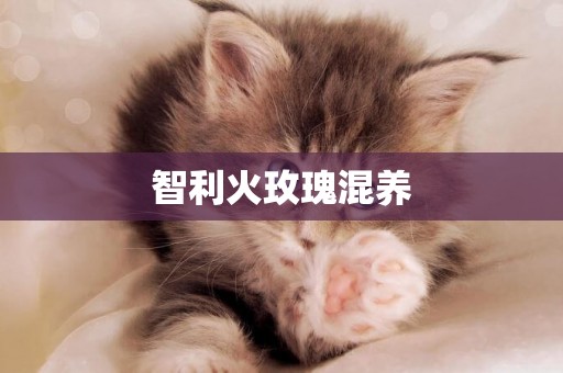 智利火玫瑰混養