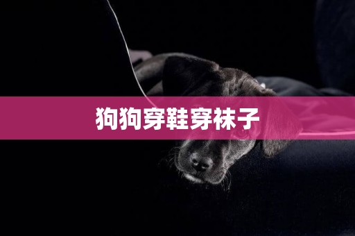 狗狗穿鞋穿襪子
