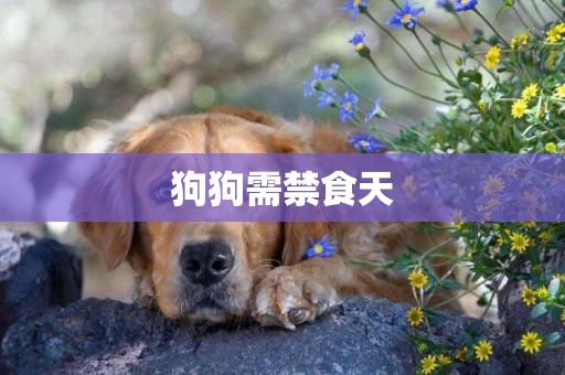 狗狗需禁食天