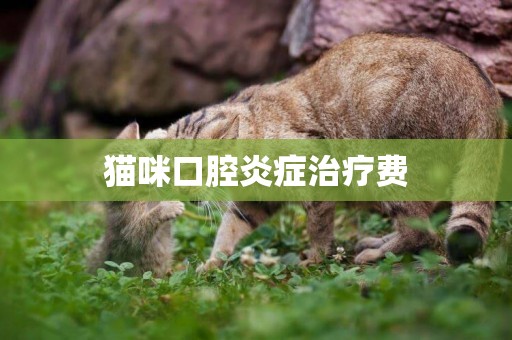 貓咪口腔炎癥治療費