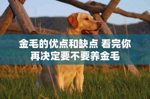 金毛的優點和缺點 看完你再決定要不要養金毛