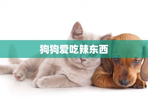 狗狗愛吃辣東西