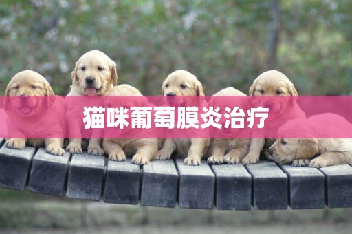 貓咪葡萄膜炎治療