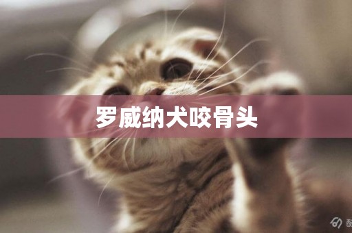羅威納犬咬骨頭