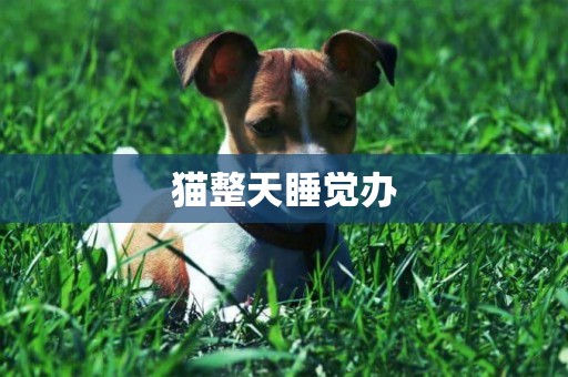 貓整天睡覺辦