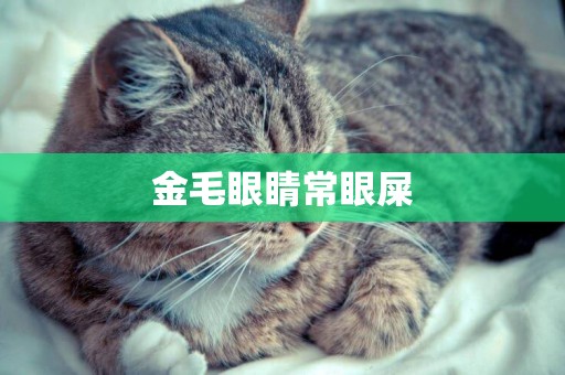 金毛眼睛常眼屎