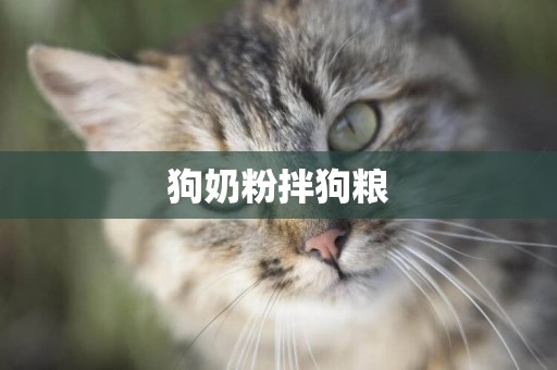 狗奶粉拌狗糧