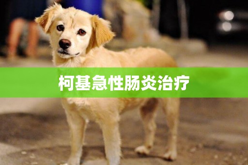 柯基急性腸炎治療