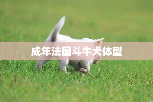 成年法國斗牛犬體型