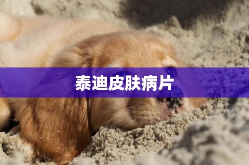泰迪皮膚病片