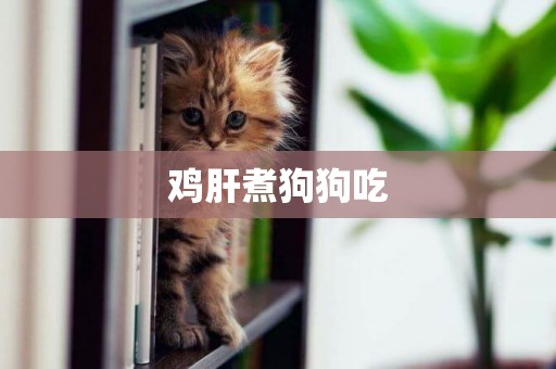 雞肝煮狗狗吃