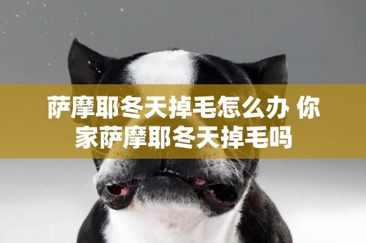 薩摩耶冬天掉毛怎么辦 你家薩摩耶冬天掉毛嗎
