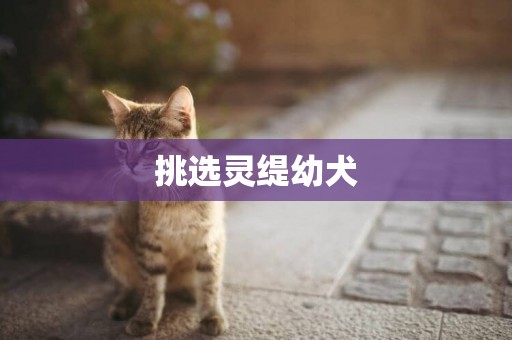 挑選靈緹幼犬
