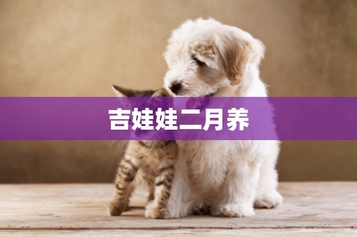 吉娃娃二月養
